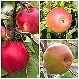 Familienbaum als Trio Apfelbaum James Grieve - Alkmene - Cox Orange 7,5 Liter