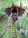 30 Samen Schwarze Fledermausblume'Black-Bat-Flower' - Tacca chantrieri Teufelsblume