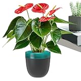 Automatische Bewässerungs-Töpfe - Orchidee und selbstbewässerndes Pflanzgefäß, Bonsaischale mit Mehreren Lufteinlässen | 11,5 cm/4,5 Zoll automatische Bewässerungs-Töpfe für Zimmerpflanzen,