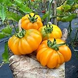 fleischtomaten samen - 100 pcs gelb tomatensamen alte sorten (Solanum lycopersicum), samen gemüse bio tomaten, balkongemüse bonsai samen, zimmerpflanzen samen buschtomaten samen