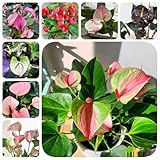 150 pcs Anthurium Samen, indoor kräutergarten bienen wiese Anthurium Clarinervium - Flamingoblume - wildblumensamen indoor plants bonsai samen luftreinigende zimmerpflanzen zimmerbonsai