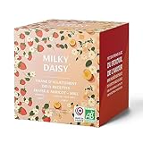 Milky Daisy - Bio-Stilltee-Duo - Erdbeer- & Aprikosen-Honig Geschmack 50 Aufgüsse mit Fenchel, Anis, Kümmel und Brennnessel - Laktationsstimulierender Aufguss für Mütter