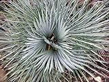 5 Semi di Chamaerops humilis argento europeo Palm Fan:SEEDS