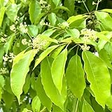 Kampferbaum - pflanzendeko zimmerpflanze baumsamen winterharte für garten hochbeet balkon grünpflanzen balkon zimmerpflanzen kübelpflanzen winterhart 160samen