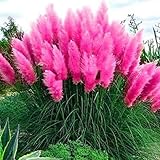 2x Stück Große Mutterpflanze Frosthartes Amerikanisches Pampasgras rosa Cortaderia selloana Ziergras im 3 Liter Container