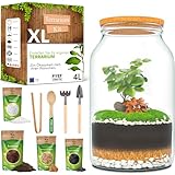 PYEF CRAFTS Flaschengarten Komplettset XL für Ökosystem im Glas - 4L Terrarium Pflanzen für Biotop Im Glas - Biosphäre Terrarium Set - Kit Ohne Pflanze (Flaschengarten Groß 4L)