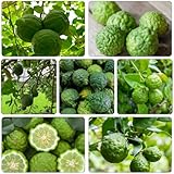 Limettenbaum pflanzensamen pflanztopf steingartenpflanzen pflanzenkübel zwergobstbäume balkonpflanzen winterhart exotische zimmerpflanzen dachbegrünung säulenobst säulenobstbäume 25samen