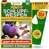 GREEN GUARDIA Schlupfwespen gegen Pflaumenwickler - 12 Karten à 3 Lieferungen - Effektive Bio-Bekämpfung gegen Pflaumenwickler, Alternative zuWicklerfalle, Spritzmitteln, Nematoden & Pheromonfallen