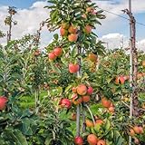 apfelbaum winterhart - samen bonsai topf pflanzendeko gartenpflanzen winterhart pflanzen garten obstpflanzen balkonpflanzen winterhart säulenobst winterhart bio saatgut obstsamen 200pcs