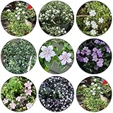 SerissaSamen indoor kräutergarten bonsai topf gartenblumen stauden blumensamen kaufen kräutersamen pflanzendeko extrem winterharte kübelpflanzen blumendeko wildkräuter balkonpflanzen 200samen