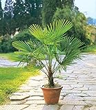 BALDUR Garten Winterharte Kübel-Palmen 1 Pflanze, Chinesische Hanfpalme Freilandpalme Gartenpalme,Trachycarpus fortunei frosthart und trockenresistent