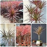 drachenbaum zimmerpflanze samen, zimmerpflanzen echt samen winterharte pflanzen für den garten bonsai tree bäume pflanzen bonsaibaum, pflanzen züchten minigarten, bonsai baum echt 30pcs