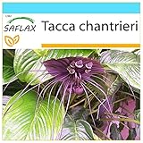 SAFLAX - Geschenk Set - Fledermausblume - 10 Samen - Mit Geschenk- / Versandbox, Versandaufkleber, Geschenkkarte und Anzuchtsubstrat - Tacca chantrieri