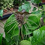 Tacca chantrieri ' Selecta '- Fledermausblume 1 Knolle/Rhizom 1 Rhizom