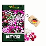 Bartnelke Gefüllte Mischung Samen - Dianthus barbatus - Nelkensamen - Blumensamen - Saatgut für 200 Pflanzen