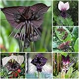 Schwarze Fledermausblume Samen, steingartenpflanzen winterhart Tacca chantrieri, pflanzen für draußen winterhart balkonpflanzen winterhart mehrjährig, wildblumensamen 100pcs