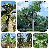 palmensamen - zimmerpflanzen echt samen palmen baum samen exotische pflanzen winterhart bonsaibaum, pflanzen züchten bonsai tree bäume pflanzen winterharte pflanzen für garten 80pcs