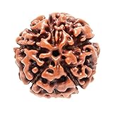 Petrichor Nepali Five Faced / 5 Faced / 5 Mukhi Rudraksha (Paanch Mukhi Rudraksha) Brown Color with Certificate