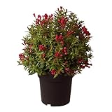 Weigelie 'Picobella Rosso'®, Zierstrauch, Gartenpflanze, kompakter Strauch, leuchtend rote Blüten, dekoratives Laub, pflegeleichter Strauch, Sommerblüher, kompakter Wuchs, attraktiver Gartenakzent