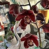 cymbidium orchidee - stauden winterhart, mehrjährig bodendecker 150samen