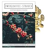 Kaffee Samen (Coffea arabica nana, 8 Korn) - Immergrüner Zwergkaffee Strauch mit wunderschönen Blüten für die Anzucht von eigenen Kaffeebohnen