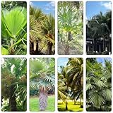 palmensamen bonsaibaum dekopflanze blumengarten grünpflanzen schnellwachsende kletterpflanzen hochbeett palmen pflanzendeko kräuterpflanzen exotische zimmerpflanzen immergrüne extrem 150samen