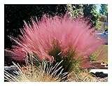 1 x Muhlenbergia capillaris im 1 Liter Topf (Ziergras/Gräser/Winterhart/Mehrjährig/Staude) Rosa Haargras - Rosa Wolken, die den Garten verzaubern - Blickfang - von Stauden Gänge