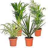 Bloomique - 4er-Mix - Luftreinigende Pflanzen - Dracaena - Dypsis - Chamaedorea - Chlorophytum - Zimmerpflanzen - Höhe 20-40 cm - Topf 12 cm