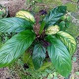 fledermausblumesamen, exotische bodendecker winterharte steingarten balkon 20pcs