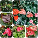 Flamingoblume samen blumen garten kübelpflanzen winterhart ausgefallene stauden zimmerblumen, topfpflanzen immergrüne kübelpflanze winterhart balkon dekoration balkonpflanzen 350pcs