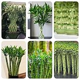 150 pcs Glücksbambus Samen gärtnern spezielle samen Dracaena sanderiana, bonsai bäumchen kaufen pflanzensamen, pflanzen garten bonsai baum tree topf pflanze gartenpflanzen winterhart