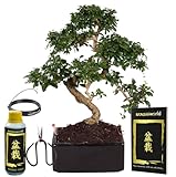 vdvelde.com - Bonsaiworld Bonsai Easy care - Bonsai Baum Echt S-Form mit Starterkit - Ca. 12 Jahre alt (Höhe: ca. 30 cm) - Inklusive Schwarzer Keramiktopf mit einzigartigem Bewässerungssystem