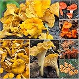 pfifferlinge - pflanzensamen balkon gartenpflanzen balkonpflanzen winterhart - Seltene serie - exotische 25samen