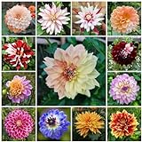 10 pcs dahlien knollen kaufen - dahlien zwiebeln - zwiebel winterharte pflanzen, topfpflanzen echt Dahlia Dahlie zwiebel steingartenpflanzen winterhart, ostern geschenke herbstblumen