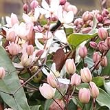 2 x Clematis armandii Apple Blossom (Immergrün, Rosa, Duftend, Mehrjährig & Winterhart) | 2-er set immergrüne, schnellwachsende Kletterpflanzen - 2 x 1,5 Liter Töpfe