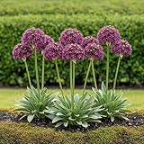 GreenboutiQ - Blumenzwiebeln - Allium Zwiebeln Miami - Bulbs Hardy Perennial - Farbe Lila - 15 Stück - Zwiebelgröße 10/11 - XXL Pack