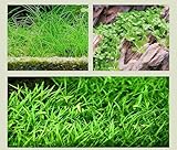 WASSERPFLANZEN WOLFF - 3 kräftige Töpfe Vordergrundpflanzen, Nadelsimse, Monte-Carlo Zwergperlkraut und Brasilianische Graspflanze, Bodendecker bilden dichten Pflanzenteppich, Aquariumpflanzen