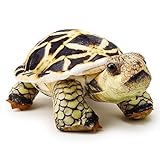 Zappi Co Kinder's Weiches Kuscheliges Plüschtier - Perfekte weiche Spielgefährten für Kinder im bedruckten Stil (26cm Länge) (Indische Sternschildkröte)