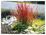 1 x Imperata cylindrica 'Red Baron' im 1 Liter Topf (Ziergras/Gräser/Winterhart/Mehrjährig) Japanisches Blutgras - tolle Rotfärbung bis zum ersten Frost - super für Balkon & Kübel - von Stauden Gänge