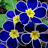 100 Stück Seltene Blaue Abendkerzensamen Einfach zu Growen Garten Dekor Pflanze Blume Garten Samen zum Pflanzen Jetzt