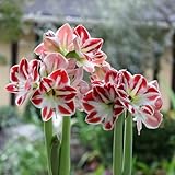 amarylliszwiebel, garten deko balkon winterharte 1pcs