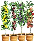 BALDUR Garten Säulen-Obst-Kollektion Birne, Kirsche, Pflaume & Apfel, 4 Pflanzen als Säule Birnbaum, Kirschbaum, Pflaumenbaum, Apfelbaum, Obstbaum-Kollektion, winterhart, platzsparende Säulen