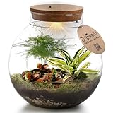 vdvelde.com - Pflanzenterrarium mit Licht - Tropical Biodome - Terrarien - Ecoworld Flaschengarten mit 3 Mini Pflanzen im Glas - Pflanzen Terrarium Glas Ø 25 cm ↥ 28 cm - Mini Ökosystem mit Licht