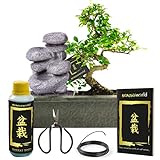 vdvelde.com - Bonsaiworld Bonsai Baum Zen Wasserfall - Bonsai Starter Set - 7 teilig - Zimmerbonsai echt S-form ca. 10 Jahre alt (Pflanzenhöhe: ca. 30 cm) Mit, Schare, Draht, Dünger und Bonsaibuch