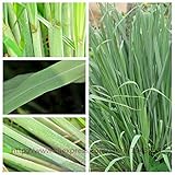 Zitronengras für Zuhause, Garten, Kräuter, Zitronengras, Pflanzen, Samen, Erbstück, Tee, B, nur Samen, 100 Stück pro Beutel