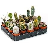 10 X VERSCHIEDENE KAKTEEN ARTEN IN 5.5 CM TÖPFEN