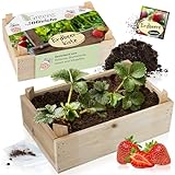 Hinrichs Greens Erdbeer Anzuchtset - Pflanzenzucht mit Holzkiste - Inklusive Samen, Aufzuchterde und Folienbeutel - Obstsamen zum Erdbeeren Pflanzen - Aufzuchtset Kinder - Mini Garten Set Balkon