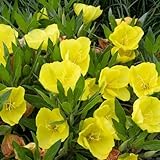 nachtkerze kaufen - exotische winterharte kübelpflanzen steingartenpflanzen balkon frühlingsblumen 500samen