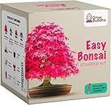 Züchte dein eigenes Bonsai - Züchte einfach 4 Arten von Bonsai-Bäumen mit unserem kompletten, anfängerfreundlichen Starter-Samen-Set - Geschenk set, Einzigartige Geschenkidee