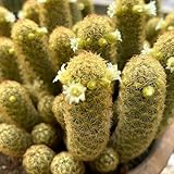 KakteenSamen, KaktusSamen, Opuntia dillenii, luftreinigende zimmerpflanzen exotische wohnzimmer deko zimmerbonsai 50pcs